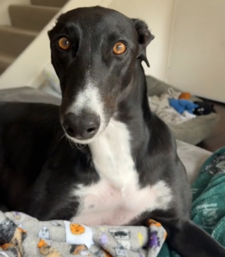 Illustration de l'article : La joie communicative d'un chien de refuge jouant sous les flocons de neige pour la premi&egrave;re fois de sa vie (vid&eacute;o)