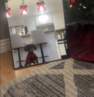 Illustration de l'article : L'attitude attendrissante d'un chiot Teckel se retrouvant face à son reflet dans le miroir (vidéo)