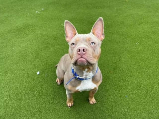 Illustration de l'article : Une chienne abandonnée est retrouvée avec une note triste rédigée par son propriétaire