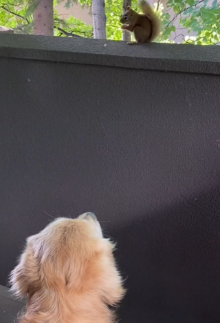 Illustration de l'article : Un écureuil et un Golden Retriever développent une amitié formidable