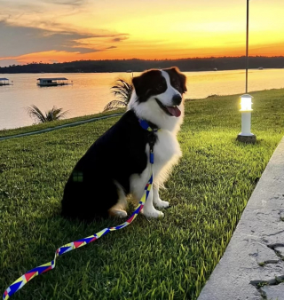 Illustration de l'article : Cette chienne profite de l’absence de ses maîtres pour braver une interdiction et s’adonner à sa grande passion (vidéo)