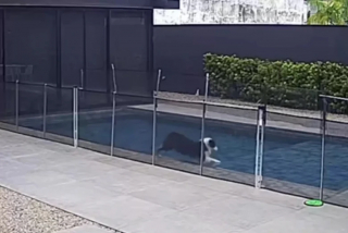 Illustration de l'article : Cette chienne profite de l’absence de ses maîtres pour braver une interdiction et s’adonner à sa grande passion (vidéo)