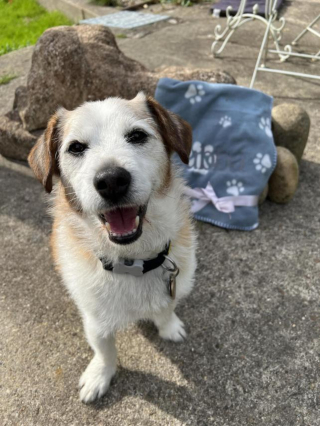 Illustration de l'article : Un chien en mal de confiance attendait son âme sœur au refuge depuis 9 ans jusqu'à cette rencontre ayant révélé son côté "vif et drôle"