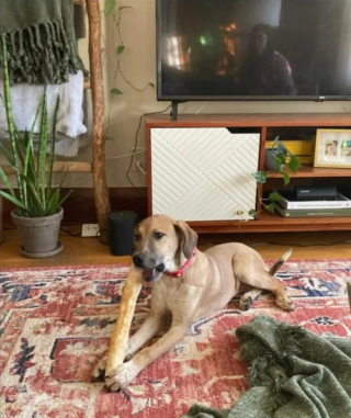 Illustration de l'article : Une propriétaire utilise les réseaux sociaux pour retrouver sa chienne disparue