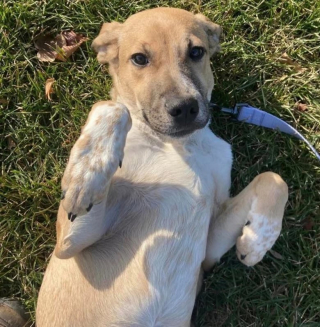 Illustration de l'article : Une propriétaire utilise les réseaux sociaux pour retrouver sa chienne disparue