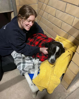 Illustration de l'article : Après l’échec de son adoption, une chienne trouve uniquement du réconfort auprès d’un paresseux en peluche