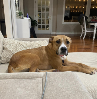 Illustration de l'article : Pour la prot&eacute;ger du froid, une famille d&rsquo;accueil accepte d&rsquo;h&eacute;berger temporairement une chienne et tombe sous son charme