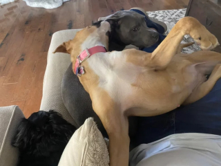 Illustration de l'article : Pour la protéger du froid, une famille d’accueil accepte d’héberger temporairement une chienne et tombe sous son charme