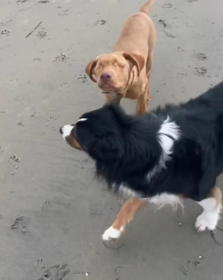 Illustration de l'article : L'union fraternelle entre un Labrador aveugle et son guide, un Berger Australien