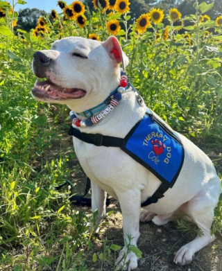 Illustration de l'article : Comment ce chien de refuge atteint de surdité est devenu un héros récompensé par un prix