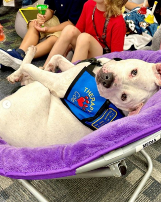 Illustration de l'article : Comment ce chien de refuge atteint de surdité est devenu un héros récompensé par un prix