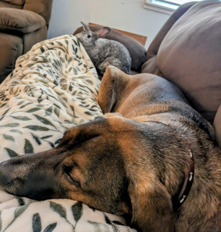 Illustration de l'article : Ce grand chien et ce lapin mignon sont devenus les meilleurs amis du monde (vidéo)