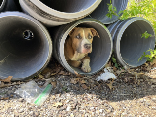 Illustration de l'article : Des sauveteurs découvrent un chien caché dans un tuyau au comportement étrange, et font alors une étonnante découverte