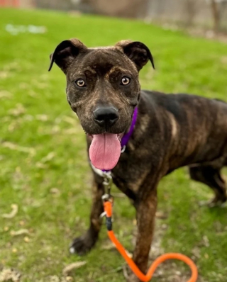 Illustration de l'article : Bella, la chienne &agrave; la patte d&eacute;doubl&eacute;e, a trouv&eacute; une famille une fois son diagnostic termin&eacute;