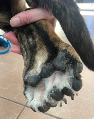 Illustration de l'article : Bella, la chienne &agrave; la patte d&eacute;doubl&eacute;e, a trouv&eacute; une famille une fois son diagnostic termin&eacute;