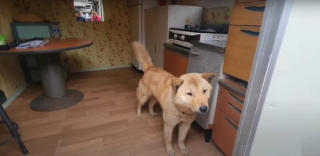 Illustration de l'article : Un chien perdu par son propriétaire retrouve tout seul le chemin de la maison après plus de 40 jours de cavale