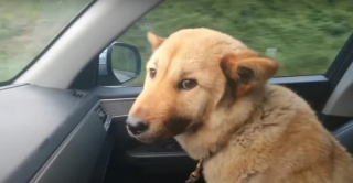 Illustration de l'article : Un chien perdu par son propriétaire retrouve tout seul le chemin de la maison après plus de 40 jours de cavale