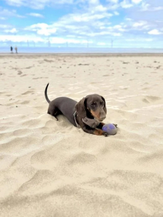 Illustration de l'article : Des vétérinaires tentent le tout pour le tout afin de sauver une petite chienne atteinte d’un grave problème au coeur