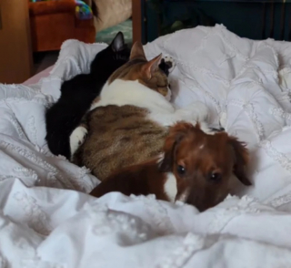 Illustration de l'article : Cette chienne habituée à vivre avec des chats se comporte désormais comme un véritable félin (vidéo)