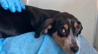 Illustration de l'article : Une artiste amoureuse des animaux a vendu ses créations pour aider un refuge