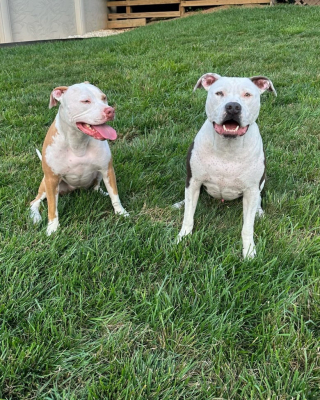 Illustration de l'article : Pour préparer leurs chiens à la présence de bébés, des futurs grands-parents utilisent une poupée et des faux pleurs d’enfant (vidéo)