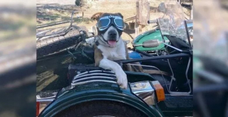 Illustration de l'article : Cette chienne passionnée de moto accompagne son maître en grimpant dans son side-car