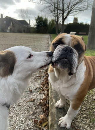 Illustration de l'article : Un chien est enlevé et le garçon de la famille espère le revoir avant son anniversaire