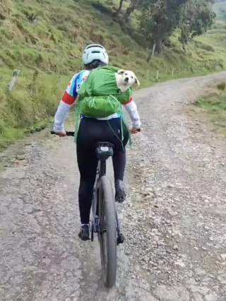 Illustration de l'article : Une cycliste rencontre un chiot en montagne, et, voyant qu’il veut la suivre, elle le met dans son sac (vidéo)