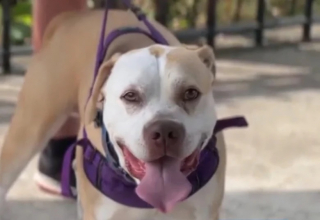 Illustration de l'article : Malgré la distance, un père et son fils font plus de 640 kilomètres pour adopter un chien de refuge