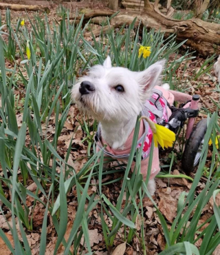 Illustration de l'article : Une femme remporte un voyage merveilleux mais refuse le prix pour ne pas être séparée de son chien