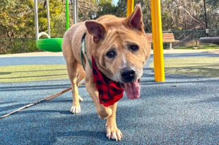 Illustration de l'article : Ce vieux chien handicapé cherche une famille aimante depuis plus de 2 ans, jusqu'à sa rencontre avec une femme