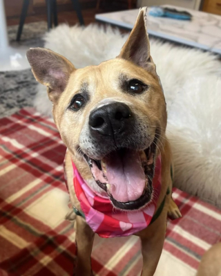 Illustration de l'article : Ce vieux chien handicapé cherche une famille aimante depuis plus de 2 ans, jusqu'à sa rencontre avec une femme