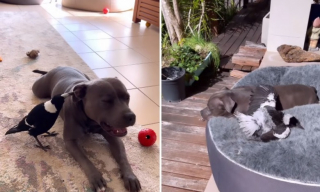 Illustration de l'article : Une chienne et une pie deviennent meilleures amies mais les autorit&eacute;s veulent les s&eacute;parer