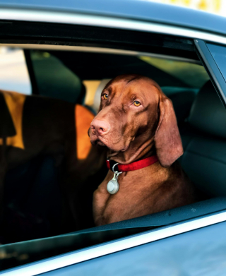 Illustration de l'article : Transporter son chien en voiture : les règles de sécurité