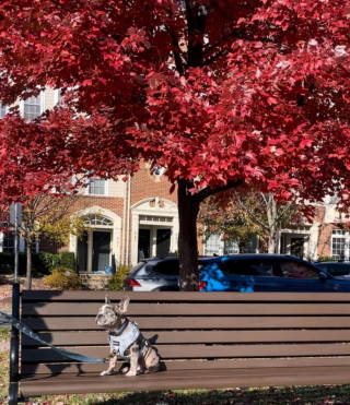 Illustration de l'article : Ce maître inquiet pour la santé de son chien le fait examiner et découvre qu’il souffre d’un problème temporaire mais de plus en plus répandu chez les chiens