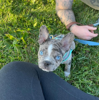 Illustration de l'article : Ce maître inquiet pour la santé de son chien le fait examiner et découvre qu’il souffre d’un problème temporaire mais de plus en plus répandu chez les chiens