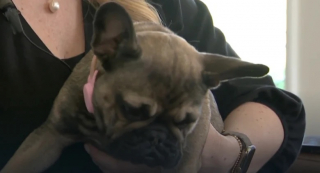 Illustration de l'article : Un enfant de 10 ans parvient &agrave; retrouver une chienne disparue depuis plus de 10 jours