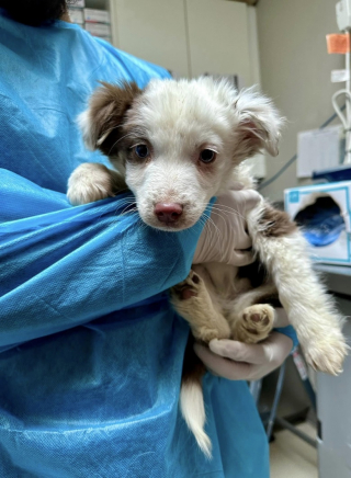 Illustration de l'article : Une association intervient en urgence pour sauver des chiens négligés découverts dans un élevage intensif