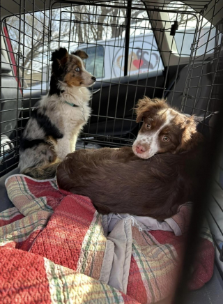 Illustration de l'article : Une association intervient en urgence pour sauver des chiens négligés découverts dans un élevage intensif