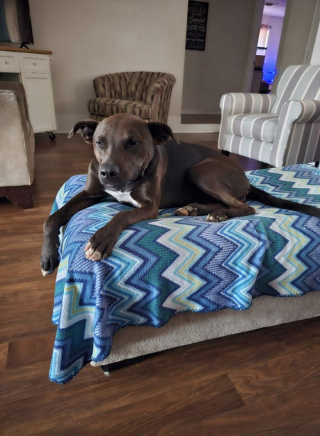 Illustration de l'article : Un chiot abandonné parmi les ordures est récupéré par un instructeur et devient un véritable héros