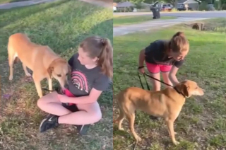 Illustration de l'article : Une b&eacute;n&eacute;vole amie d&rsquo;un chien de refuge d&eacute;couvre pour son anniversaire que l&rsquo;animal a enfin trouv&eacute; une famille apr&egrave;s 1200 jours de solitude (vid&eacute;o)