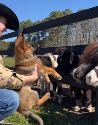 Illustration de l'article : Ce chiot découvre des poneys miniatures pour la première fois et essaye de faire ami-ami avec eux (vidéo)