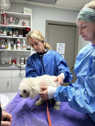 Illustration de l'article : Recueilli errant et très malade par un refuge, ce petit Caniche finit par trouver le bonheur, grâce à sa famille d’accueil