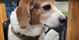 Illustration de l'article : Un vétéran de l’armée fabrique une remorque pour son chien et se la fait voler, mais la communauté lui vient en aide