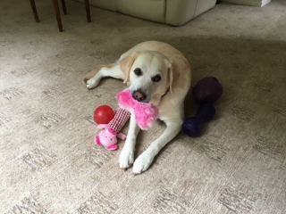 Illustration de l'article : Une femme aveugle fait un saut en parachute de plus de 3 000 m&egrave;tres &agrave; la m&eacute;moire de son chien guide