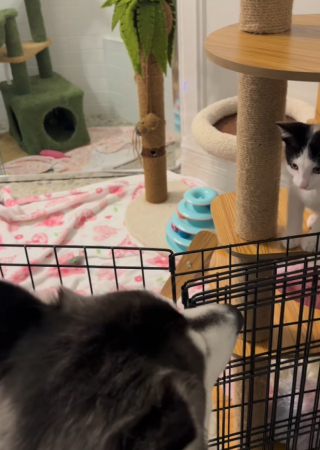 Illustration de l'article : Un Husky plein d’amour accueille avec plaisir les chatons venus vivre sous son toit