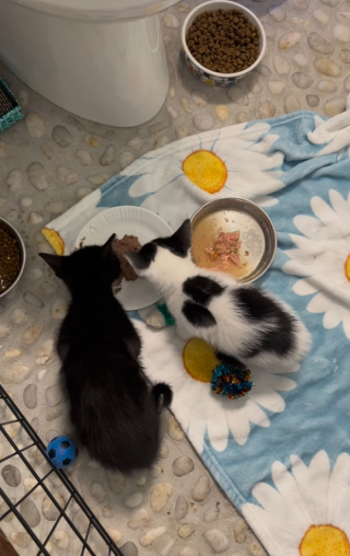 Illustration de l'article : Un Husky plein d’amour accueille avec plaisir les chatons venus vivre sous son toit