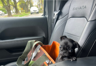 Illustration de l'article : Le réconfort bienfaiteur d’un ancien basketteur pour une petite chienne Carlin d’à peine 900 grammes (vidéo)