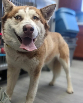 Illustration de l'article : En quête de ce qu’elle souhaitait le plus au monde, cette chienne Husky a fugué à maintes reprises du refuge