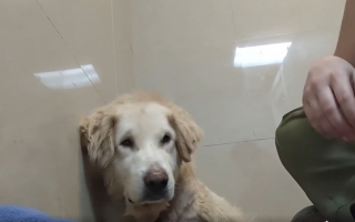 Illustration de l'article : Ce chien errant à demi-sauvage est devenu un adorable toutou après un long parcours de soins